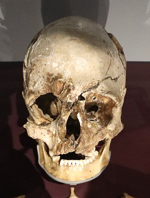 The skull of Cheddar Man